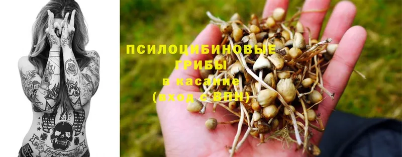 Псилоцибиновые грибы Magic Shrooms  Чишмы 